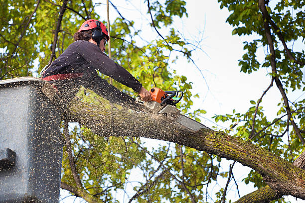 Best Lot and Land Clearing  in Albion, IN